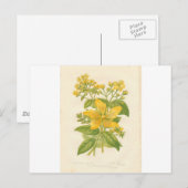 Sint-janskruid, Briefkaart met botanische ventilat (Voorkant / Achterkant)