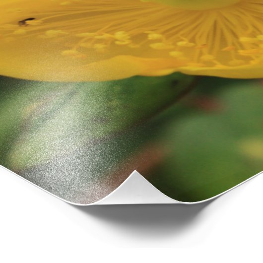 Sint-Janskruid Foto Afdruk (Hoek)