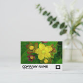Sint-janskruid Visitekaartje (Staand voorkant)