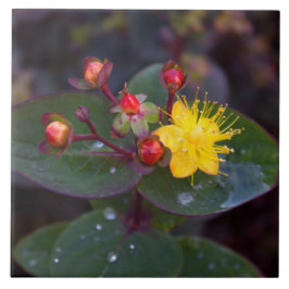 Sint-John's Wort Decorative Tile Tegeltje