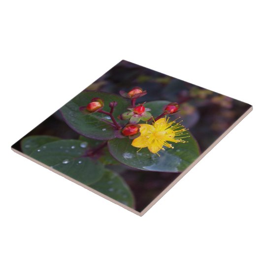Sint-John's Wort Decorative Tile Tegeltje (Zijkant)
