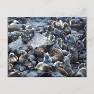 Sint-Paul Island Fur-roodbruin, Pribilofs Briefkaart