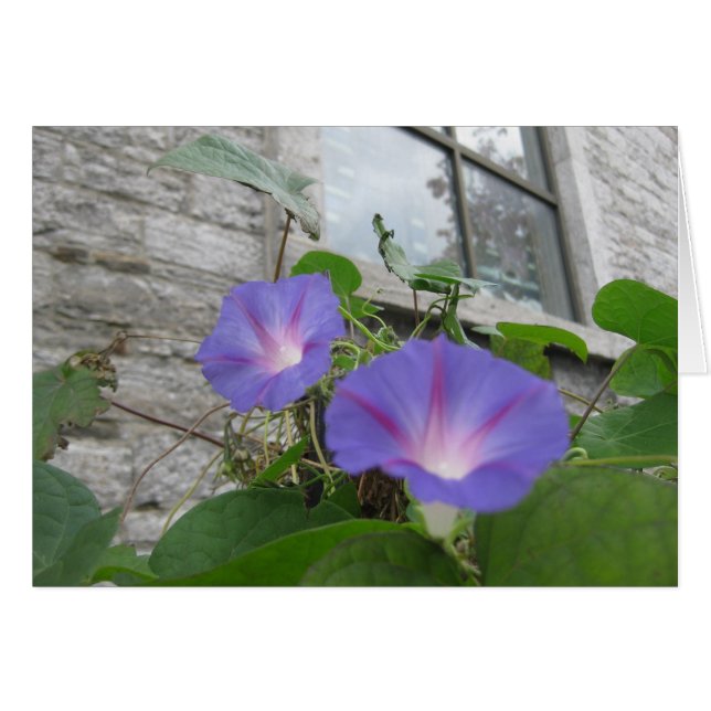 Sint Paul's ochtendglorie met raam (Voorkant Horizontaal)