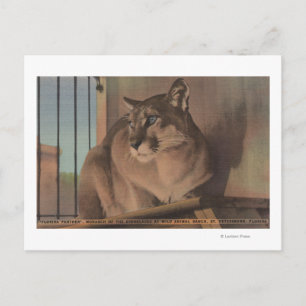 Sint-Petersburg, Florida - Afbeelding van Florida Briefkaart