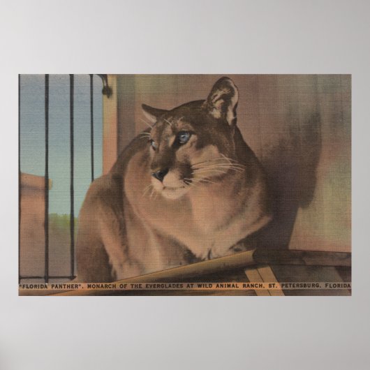 Sint-Petersburg, Florida - Afbeelding van Florida Poster (Voorkant)