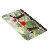 Sintereekhoorns Drink een cocktail Magneet (Rechterzijde)