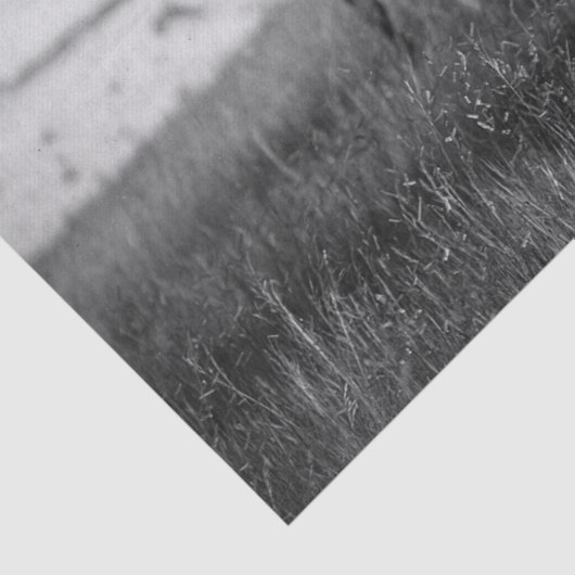 Sioux Chiefs, 1905 Tissuepapier (Detail)