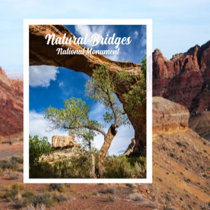 Sipapu Bridge, Natural Bridges National Monument, Briefkaart