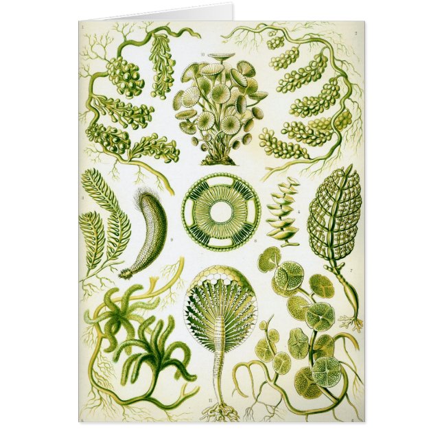 Siphoneae (Voorkant)