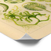 Siphoneae Color Ernst Haeckel Art Print (Hoek)