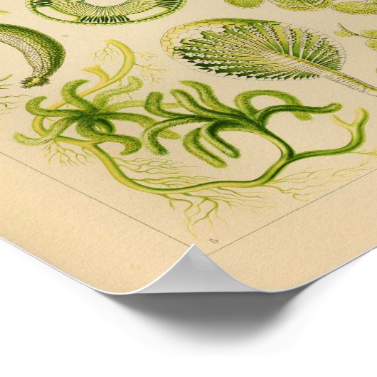 Siphoneae Color Ernst Haeckel Art Print (Hoek)