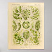 Siphoneae Color Ernst Haeckel Art Print (Voorkant)