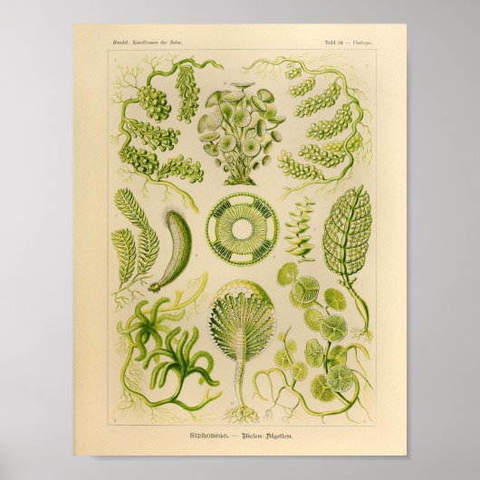 Siphoneae Color Ernst Haeckel Art Print (Voorkant)
