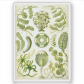 Siphoneae Seaweed en Algae van Ernst Haeckel Sticker (Voorkant)