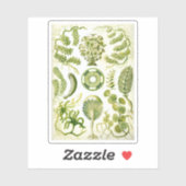 Siphoneae Seaweed en Algae van Ernst Haeckel Sticker (Vel)