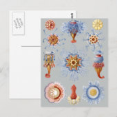 Siphonophorae Briefkaart (Voorkant / Achterkant)