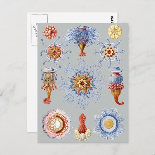 Siphonophorae Briefkaart (Voorkant / Achterkant)