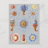 Siphonophorae Briefkaart (Voorkant)