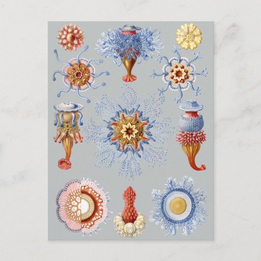 Siphonophorae Briefkaart (Voorkant)