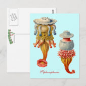 Siphonophorae - briefkaart van kwallen (Voorkant / Achterkant)