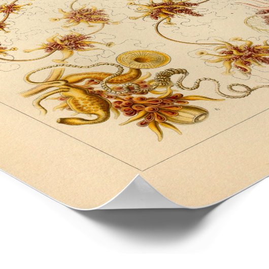 Siphonophorae Color Ernst Haeckel Print (Hoek)