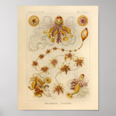 Siphonophorae Color Ernst Haeckel Print (Voorkant)