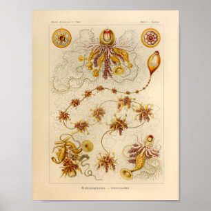  Siphonophorae Color Ernst Haeckel Print