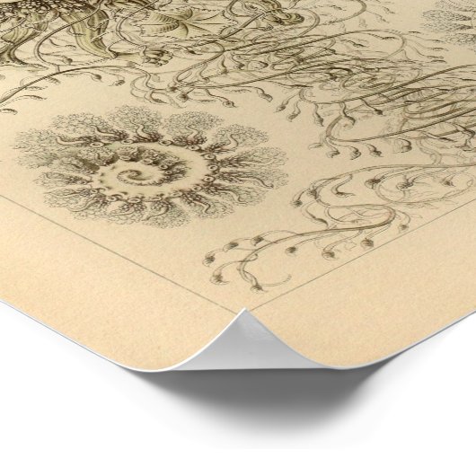 Siphonophorae Color Ernst Haeckel Print (Hoek)