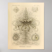 Siphonophorae Color Ernst Haeckel Print (Voorkant)