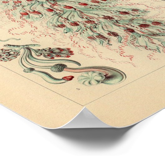  Siphonophorae Color Ernst Haeckel Print (Hoek)