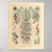  Siphonophorae Color Ernst Haeckel Print (Voorkant)