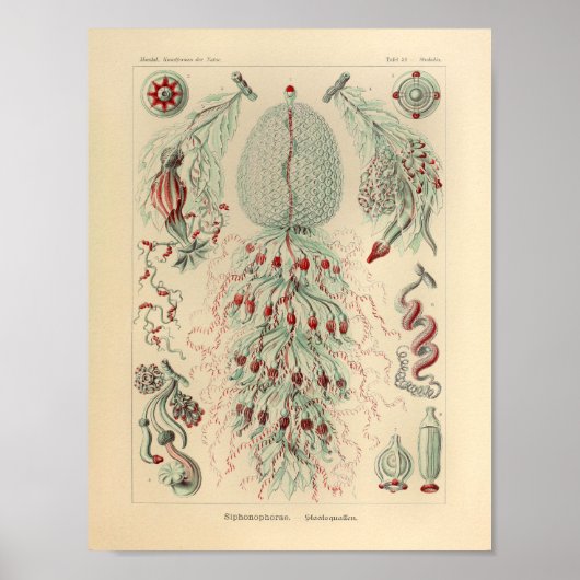 Siphonophorae Color Ernst Haeckel Print (Voorkant)