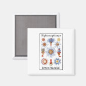 Siphonophorae door Ernst Haeckel Magneet (Voorkant / Achterkant)