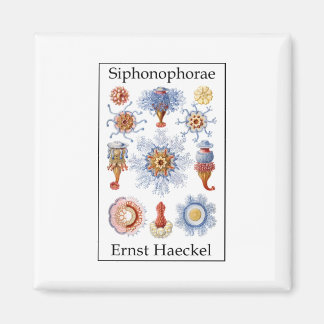 Siphonophorae door Ernst Haeckel Magneet