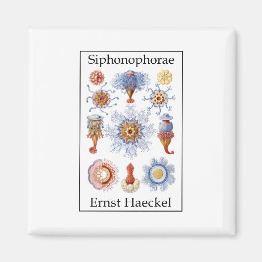 Siphonophorae door Ernst Haeckel Magneet (Voorkant)