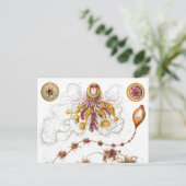 Siphonophorae Ernst Haeckel Fine Art Briefkaart (Staand voorkant)