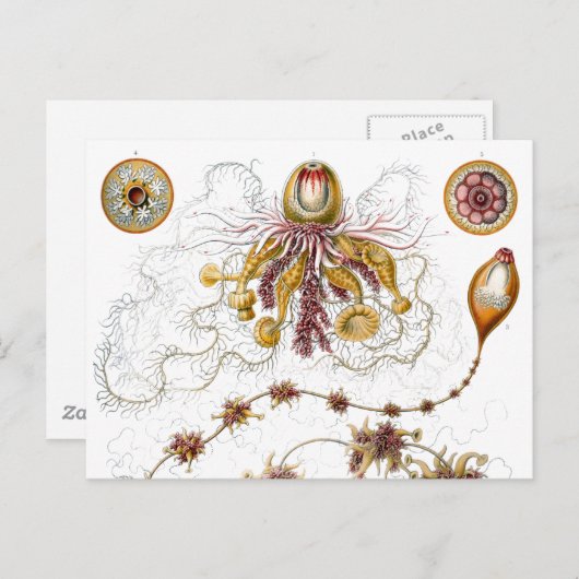 Siphonophorae Ernst Haeckel Fine Art Briefkaart (Voorkant / Achterkant)