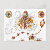Siphonophorae Ernst Haeckel Fine Art Briefkaart (Voorkant)