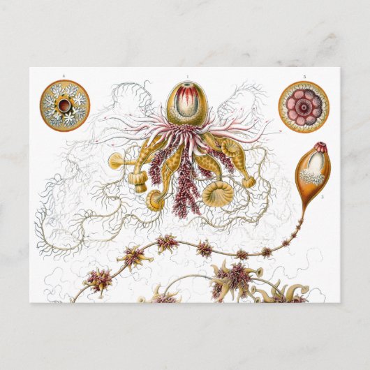 Siphonophorae Ernst Haeckel Fine Art Briefkaart (Voorkant)