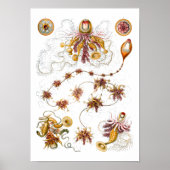 Siphonophorae Ernst Haeckel Fine Art Poster (Voorkant)