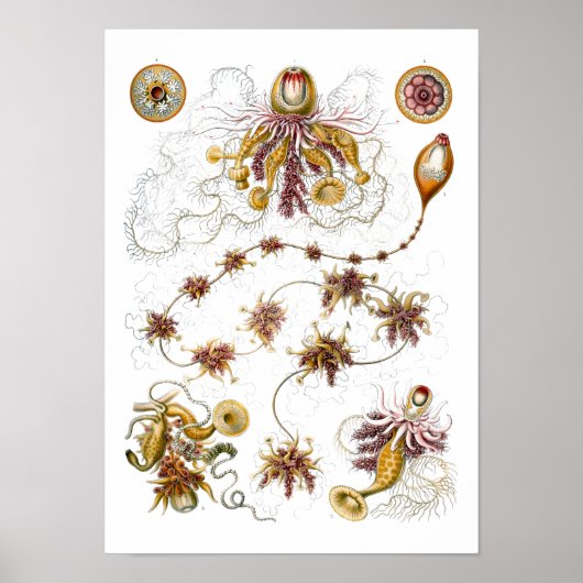 Siphonophorae Ernst Haeckel Fine Art Poster (Voorkant)