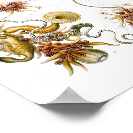 Siphonophorae Ernst Haeckel Fine Art Poster (Hoek)