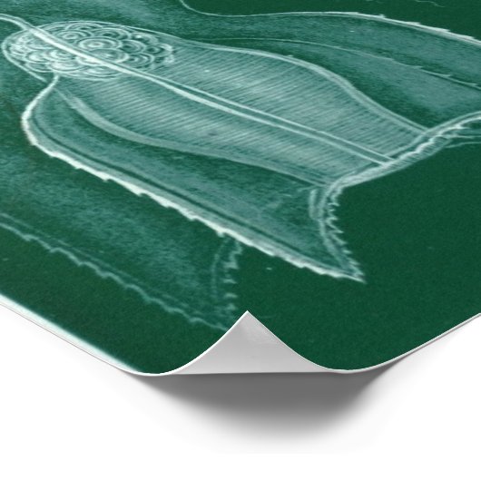 Siphonophorae Poster (Hoek)