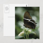 Siproeta-Briefkaart Briefkaart (Voorkant / Achterkant)