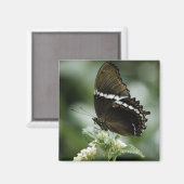 Siproeta Magnet (Voorkant / Achterkant)