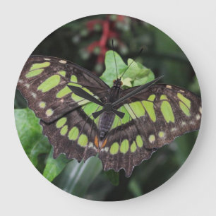 Siproeta stelenes grote klok