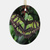 Siproeta stelenes keramisch ornament (Rechts)