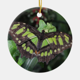 Siproeta stelenes keramisch ornament