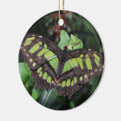 Siproeta stelenes keramisch ornament (Links)