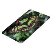 Siproeta stelenes magneet (Linkerzijde)